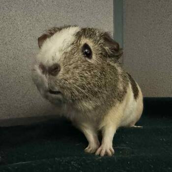 Rescue Abyssinian Guinea Pigs for Adoption in Waterloo, Iowa - Nala & Lily | PetCurious